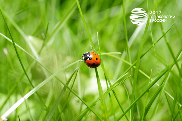 2017 год - год Экологии в России